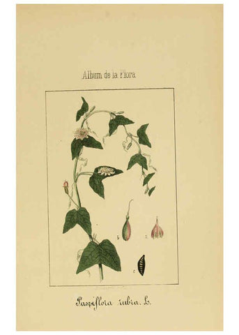 Reproducción/Reproduction 6011706465: Album de la flora médico-farmacéutica é industrial, indígena y exótica Madrid,Impr. de la Galeria literaria,1862-64
