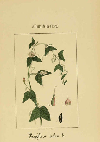 Reproducción/Reproduction 6011706465: Album de la flora médico-farmacéutica é industrial, indígena y exótica Madrid,Impr. de la Galeria literaria,1862-64