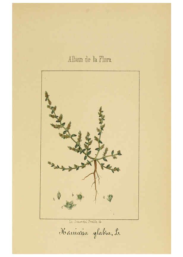 Reproducción/Reproduction 6011706717: Album de la flora médico-farmacéutica é industrial, indígena y exótica Madrid,Impr. de la Galeria literaria,1862-64