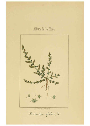 Reproducción/Reproduction 6011706717: Album de la flora médico-farmacéutica é industrial, indígena y exótica Madrid,Impr. de la Galeria literaria,1862-64