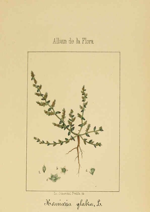 Reproducción/Reproduction 6011706717: Album de la flora médico-farmacéutica é industrial, indígena y exótica Madrid,Impr. de la Galeria literaria,1862-64