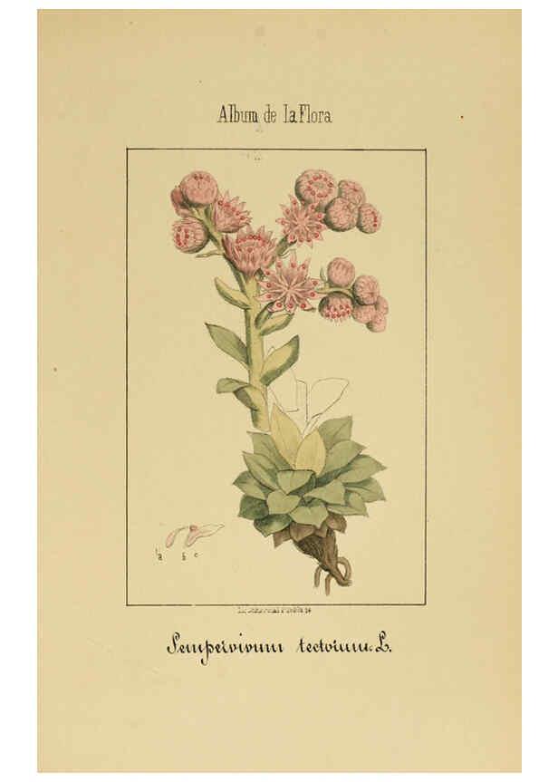 Reproducción/Reproduction 6011706957: Album de la flora médico-farmacéutica é industrial, indígena y exótica Madrid,Impr. de la Galeria literaria,1862-64