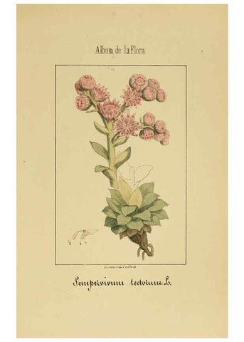 Reproducción/Reproduction 6011706957: Album de la flora médico-farmacéutica é industrial, indígena y exótica Madrid,Impr. de la Galeria literaria,1862-64
