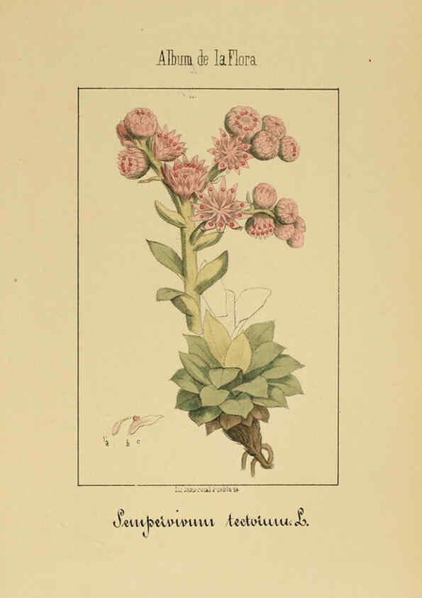 Reproducción/Reproduction 6011706957: Album de la flora médico-farmacéutica é industrial, indígena y exótica Madrid,Impr. de la Galeria literaria,1862-64