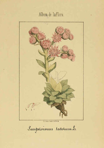 Reproducción/Reproduction 6011706957: Album de la flora médico-farmacéutica é industrial, indígena y exótica Madrid,Impr. de la Galeria literaria,1862-64
