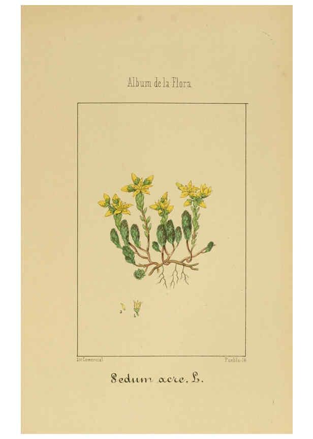 Reproducción/Reproduction 6012327680: Album de la flora médico-farmacéutica é industrial, indígena y exótica Madrid,Impr. de la Galeria literaria,1862-64