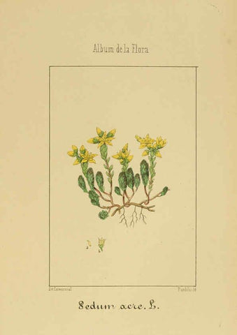Reproducción/Reproduction 6012327680: Album de la flora médico-farmacéutica é industrial, indígena y exótica Madrid,Impr. de la Galeria literaria,1862-64