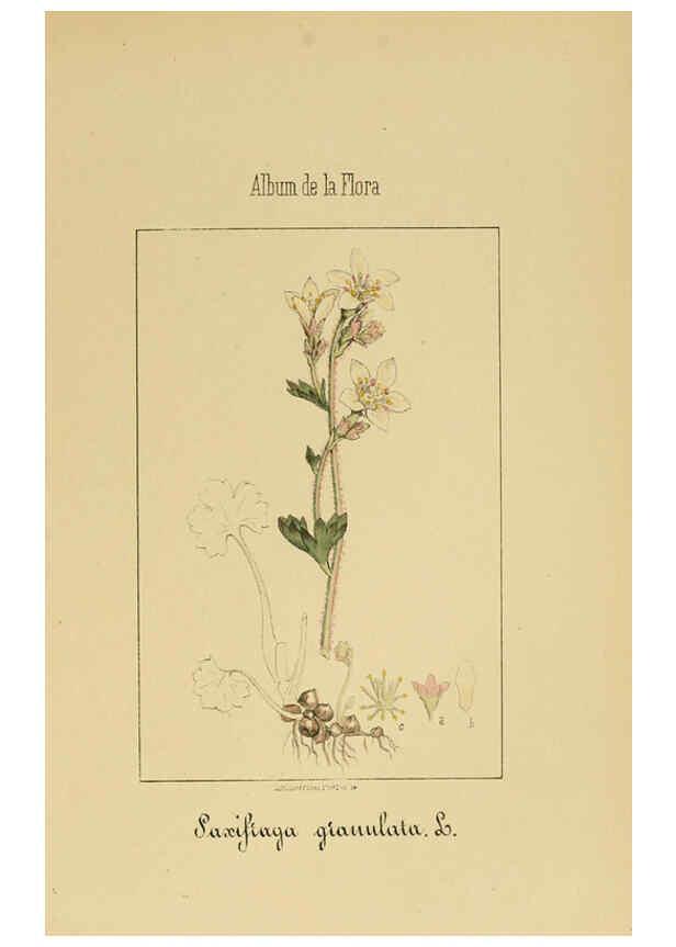 Reproducción/Reproduction 6012327960: Album de la flora médico-farmacéutica é industrial, indígena y exótica Madrid,Impr. de la Galeria literaria,1862-64