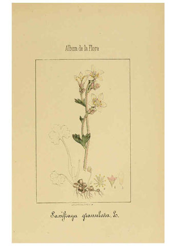 Reproducción/Reproduction 6012327960: Album de la flora médico-farmacéutica é industrial, indígena y exótica Madrid,Impr. de la Galeria literaria,1862-64