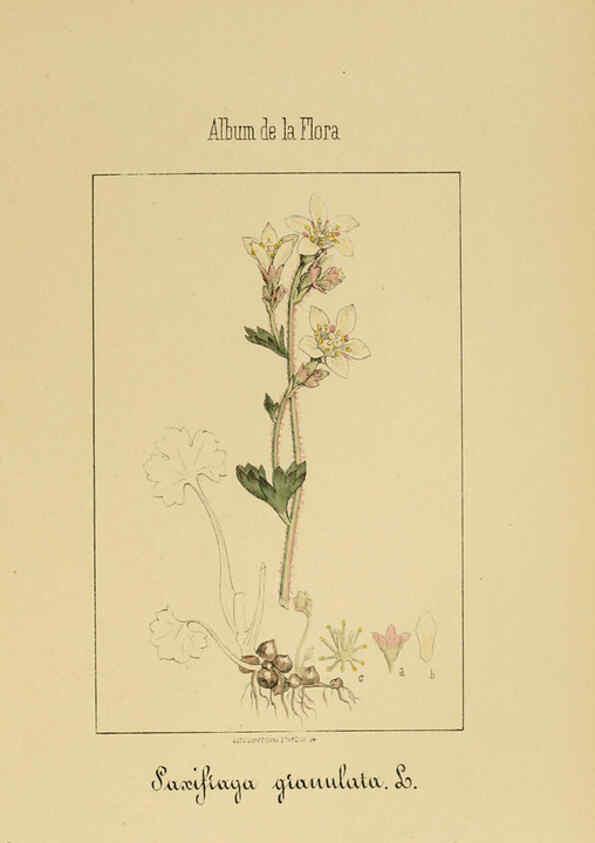 Reproducción/Reproduction 6012327960: Album de la flora médico-farmacéutica é industrial, indígena y exótica Madrid,Impr. de la Galeria literaria,1862-64