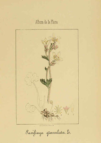 Reproducción/Reproduction 6012327960: Album de la flora médico-farmacéutica é industrial, indígena y exótica Madrid,Impr. de la Galeria literaria,1862-64