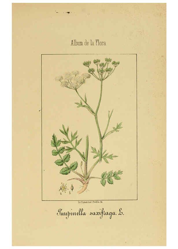 Reproducción/Reproduction 6012328188: Album de la flora médico-farmacéutica é industrial, indígena y exótica Madrid,Impr. de la Galeria literaria,1862-64