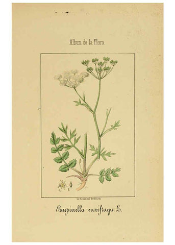 Reproducción/Reproduction 6012328188: Album de la flora médico-farmacéutica é industrial, indígena y exótica Madrid,Impr. de la Galeria literaria,1862-64