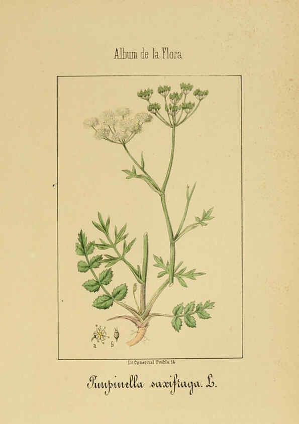Reproducción/Reproduction 6012328188: Album de la flora médico-farmacéutica é industrial, indígena y exótica Madrid,Impr. de la Galeria literaria,1862-64