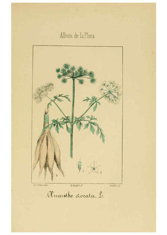 Reproducción/Reproduction 6011780833: Album de la flora médico-farmacéutica é industrial, indígena y exótica Madrid,Impr. de la Galeria literaria,1862-64