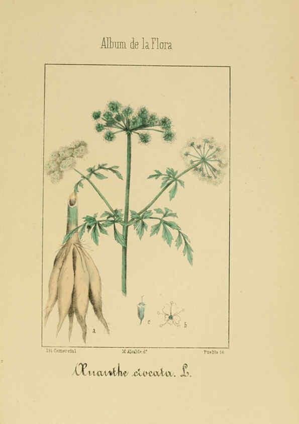 Reproducción/Reproduction 6011780833: Album de la flora médico-farmacéutica é industrial, indígena y exótica Madrid,Impr. de la Galeria literaria,1862-64