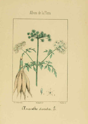 Reproducción/Reproduction 6011780833: Album de la flora médico-farmacéutica é industrial, indígena y exótica Madrid,Impr. de la Galeria literaria,1862-64