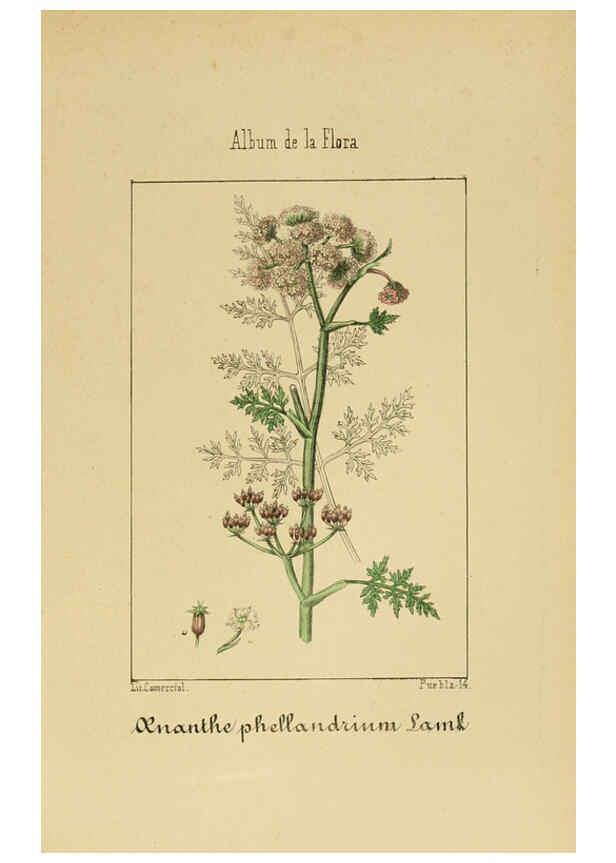 Reproducción/Reproduction 6011781181: Album de la flora médico-farmacéutica é industrial, indígena y exótica Madrid,Impr. de la Galeria literaria,1862-64