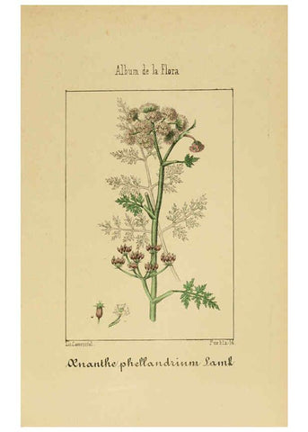Reproducción/Reproduction 6011781181: Album de la flora médico-farmacéutica é industrial, indígena y exótica Madrid,Impr. de la Galeria literaria,1862-64