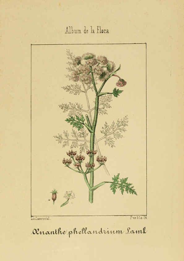 Reproducción/Reproduction 6011781181: Album de la flora médico-farmacéutica é industrial, indígena y exótica Madrid,Impr. de la Galeria literaria,1862-64