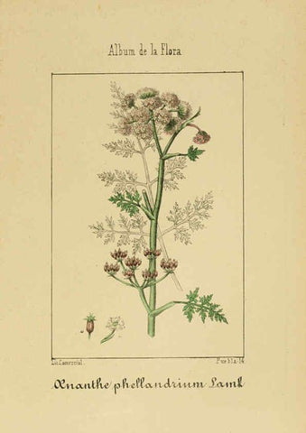 Reproducción/Reproduction 6011781181: Album de la flora médico-farmacéutica é industrial, indígena y exótica Madrid,Impr. de la Galeria literaria,1862-64