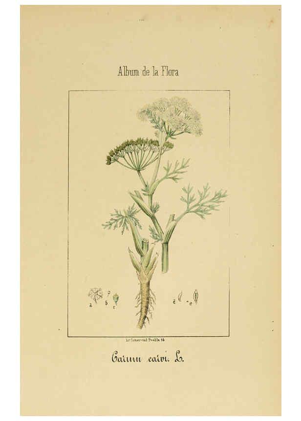 Reproducción/Reproduction 6011781401: Album de la flora médico-farmacéutica é industrial, indígena y exótica Madrid,Impr. de la Galeria literaria,1862-64