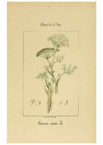 Reproducción/Reproduction 6011781401: Album de la flora médico-farmacéutica é industrial, indígena y exótica Madrid,Impr. de la Galeria literaria,1862-64