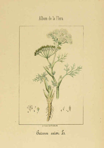 Reproducción/Reproduction 6011781401: Album de la flora médico-farmacéutica é industrial, indígena y exótica Madrid,Impr. de la Galeria literaria,1862-64