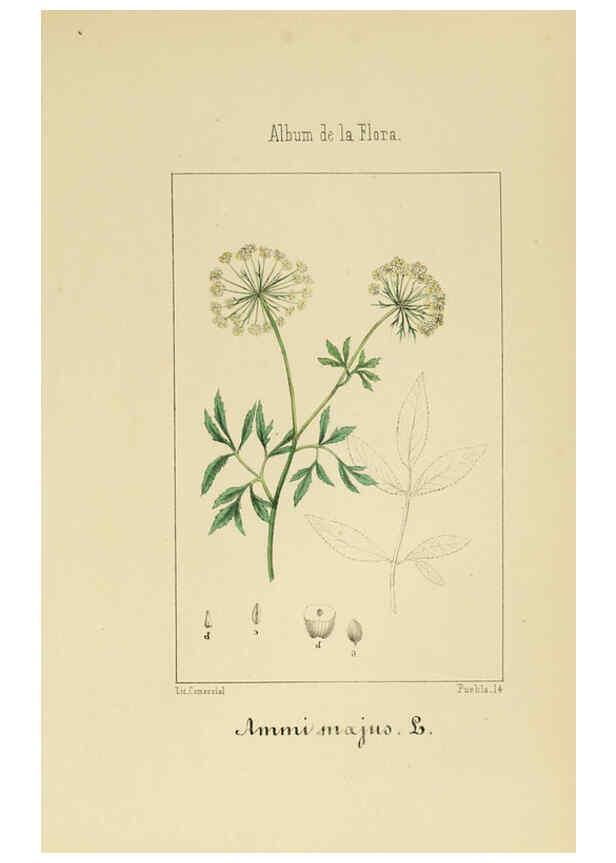 Reproducción/Reproduction 6012329190: Album de la flora médico-farmacéutica é industrial, indígena y exótica Madrid,Impr. de la Galeria literaria,1862-64