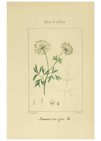 Reproducción/Reproduction 6012329190: Album de la flora médico-farmacéutica é industrial, indígena y exótica Madrid,Impr. de la Galeria literaria,1862-64