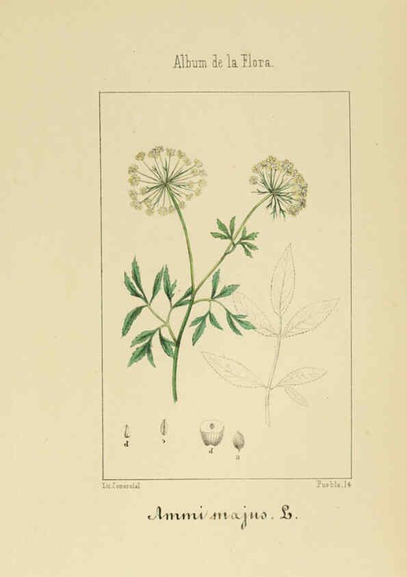 Reproducción/Reproduction 6012329190: Album de la flora médico-farmacéutica é industrial, indígena y exótica Madrid,Impr. de la Galeria literaria,1862-64