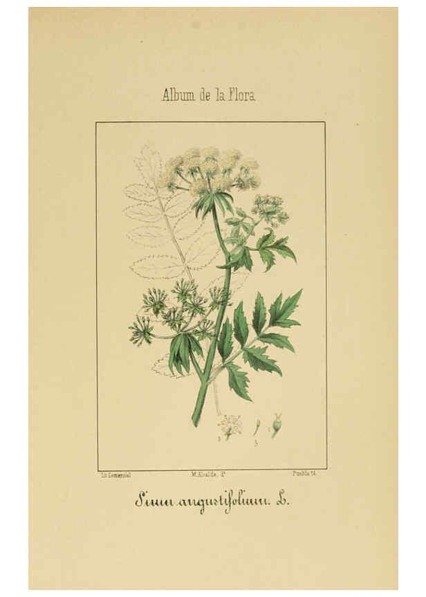 Reproducción/Reproduction 6011781857: Album de la flora médico-farmacéutica é industrial, indígena y exótica Madrid,Impr. de la Galeria literaria,1862-64