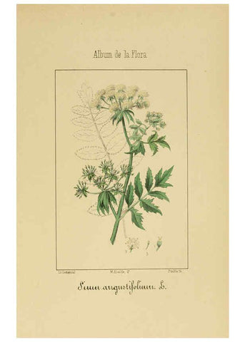 Reproducción/Reproduction 6011781857: Album de la flora médico-farmacéutica é industrial, indígena y exótica Madrid,Impr. de la Galeria literaria,1862-64
