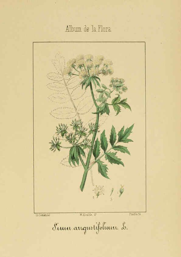 Reproducción/Reproduction 6011781857: Album de la flora médico-farmacéutica é industrial, indígena y exótica Madrid,Impr. de la Galeria literaria,1862-64