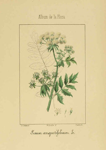 Reproducción/Reproduction 6011781857: Album de la flora médico-farmacéutica é industrial, indígena y exótica Madrid,Impr. de la Galeria literaria,1862-64