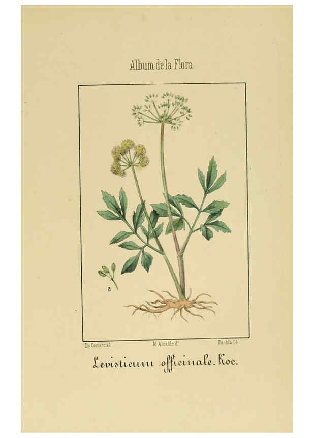 Reproducción/Reproduction 6011782177: Album de la flora médico-farmacéutica é industrial, indígena y exótica Madrid,Impr. de la Galeria literaria,1862-64