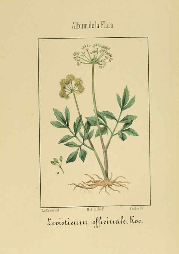 Reproducción/Reproduction 6011782177: Album de la flora médico-farmacéutica é industrial, indígena y exótica Madrid,Impr. de la Galeria literaria,1862-64