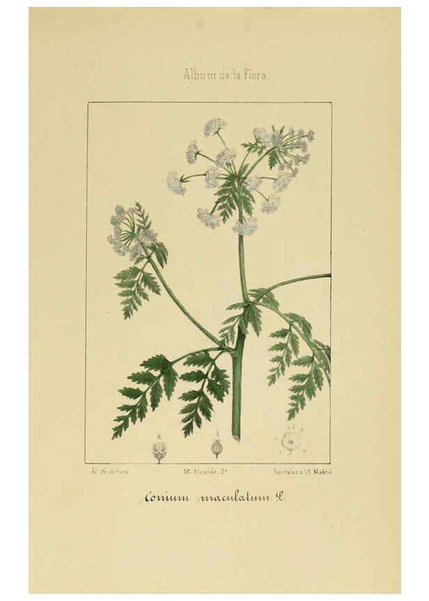 Reproducción/Reproduction 6012330224: Album de la flora médico-farmacéutica é industrial, indígena y exótica Madrid,Impr. de la Galeria literaria,1862-64
