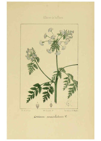 Reproducción/Reproduction 6012330224: Album de la flora médico-farmacéutica é industrial, indígena y exótica Madrid,Impr. de la Galeria literaria,1862-64