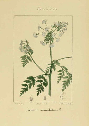 Reproducción/Reproduction 6012330224: Album de la flora médico-farmacéutica é industrial, indígena y exótica Madrid,Impr. de la Galeria literaria,1862-64