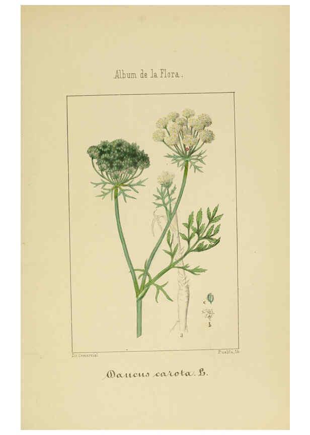 Reproducción/Reproduction 6012330470: Album de la flora médico-farmacéutica é industrial, indígena y exótica Madrid,Impr. de la Galeria literaria,1862-64