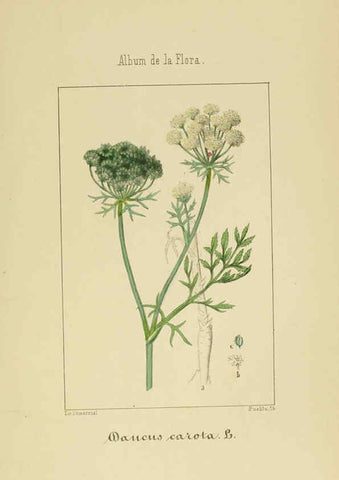 Reproducción/Reproduction 6012330470: Album de la flora médico-farmacéutica é industrial, indígena y exótica Madrid,Impr. de la Galeria literaria,1862-64