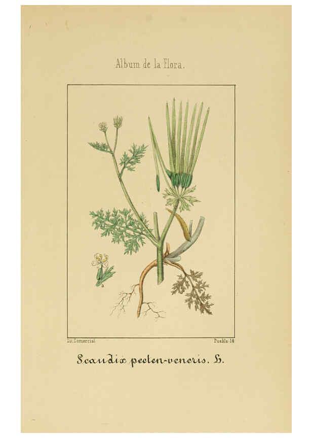 Reproducción/Reproduction 6011783071: Album de la flora médico-farmacéutica é industrial, indígena y exótica Madrid,Impr. de la Galeria literaria,1862-64