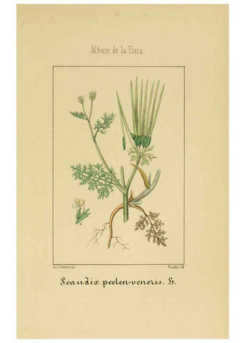 Reproducción/Reproduction 6011783071: Album de la flora médico-farmacéutica é industrial, indígena y exótica Madrid,Impr. de la Galeria literaria,1862-64