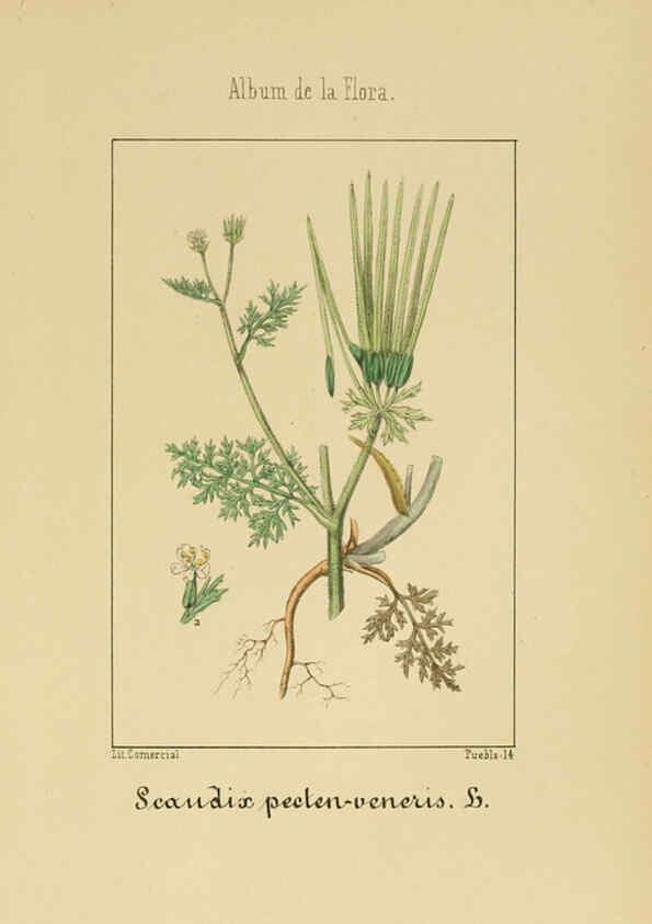 Reproducción/Reproduction 6011783071: Album de la flora médico-farmacéutica é industrial, indígena y exótica Madrid,Impr. de la Galeria literaria,1862-64