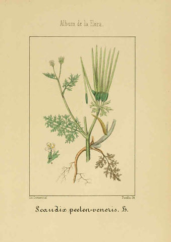 Reproducción/Reproduction 6011783071: Album de la flora médico-farmacéutica é industrial, indígena y exótica Madrid,Impr. de la Galeria literaria,1862-64