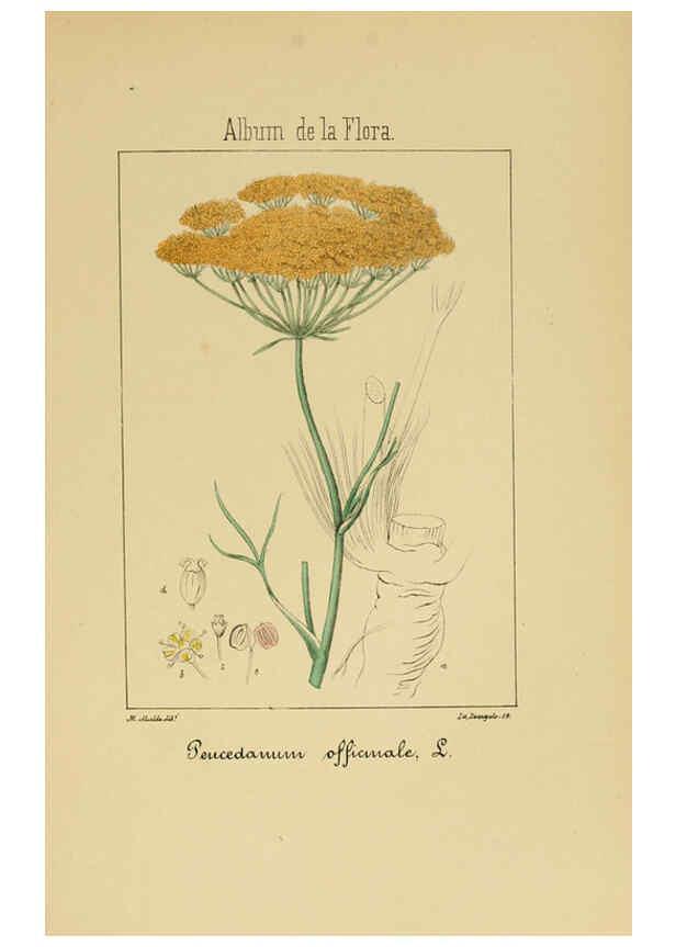 Reproducción/Reproduction 6012330912: Album de la flora médico-farmacéutica é industrial, indígena y exótica Madrid,Impr. de la Galeria literaria,1862-64