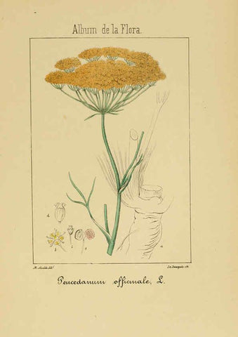 Reproducción/Reproduction 6012330912: Album de la flora médico-farmacéutica é industrial, indígena y exótica Madrid,Impr. de la Galeria literaria,1862-64