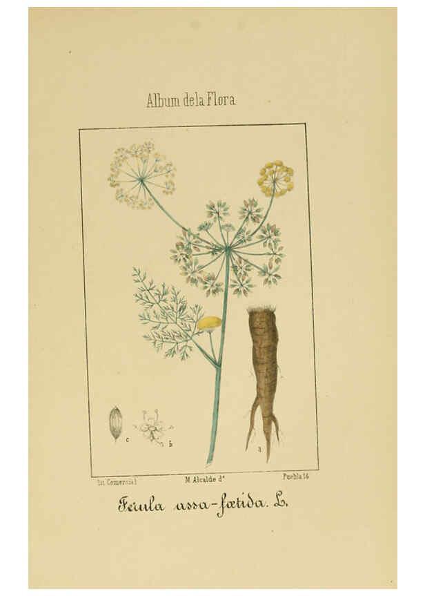 Reproducción/Reproduction 6012331224: Album de la flora médico-farmacéutica é industrial, indígena y exótica Madrid,Impr. de la Galeria literaria,1862-64
