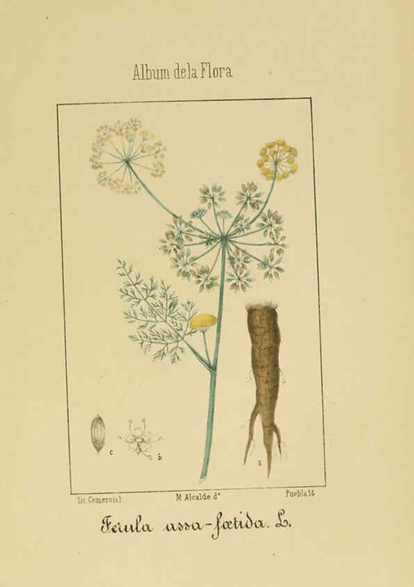 Reproducción/Reproduction 6012331224: Album de la flora médico-farmacéutica é industrial, indígena y exótica Madrid,Impr. de la Galeria literaria,1862-64